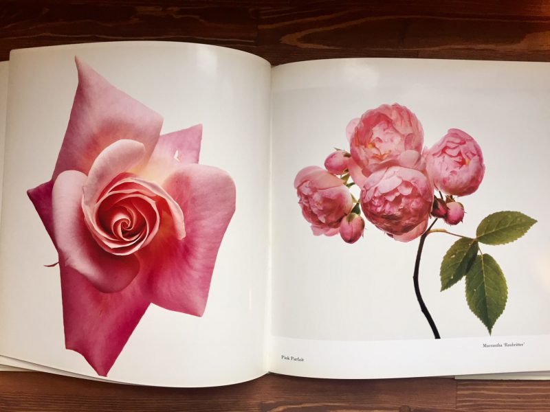 アーヴィング・ペン Irving Penn: FLOWERS | 写真集 | 古本・版画 